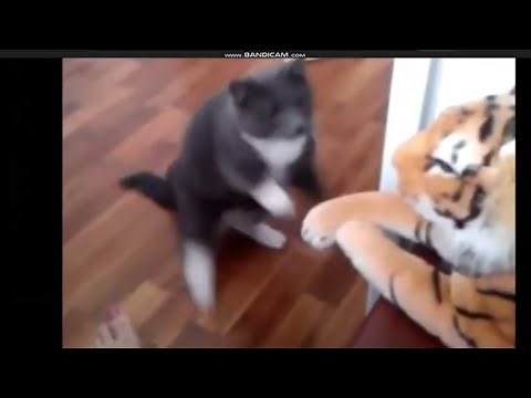 Cat Slaps (best compilation)