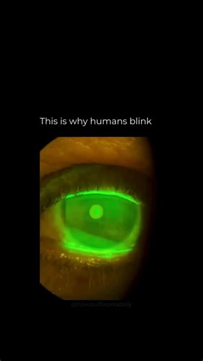 DNA_Decoded on Instagram: "Your eyes start drying out just seconds after you stop blinking. This footage shows a tear break-up time test, where a harmless fluorescent dye makes the tear film visible as it spreads across the eye and then slowly evaporates. That thin layer of moisture is essential. It keeps vision clear, protects the surface of the eye, and prevents irritation. Every blink resets the system by spreading a fresh tear film across the cornea. When the tear layer breaks down too quick