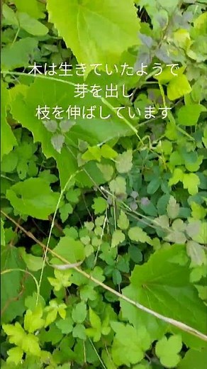 ↓自然栽培のブドウの様子をお届けします🍇‪@NPHEARTCHANNEL‬