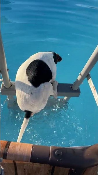 Dog Climbs Ladder to Jump Into Pool || ViralHog