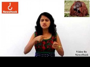 Chantek, the orangutan who used sign langauge is dead-Indian Sign Language News by NewzHook.com