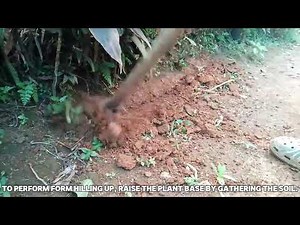 Demo72 Hilling up/ Off Barring|Caring Maintaining Crops|Agri Crops Production|TVL|Agricultural Arts