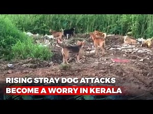 In Kerala, Rising Stray Dog Attacks Become A Worry