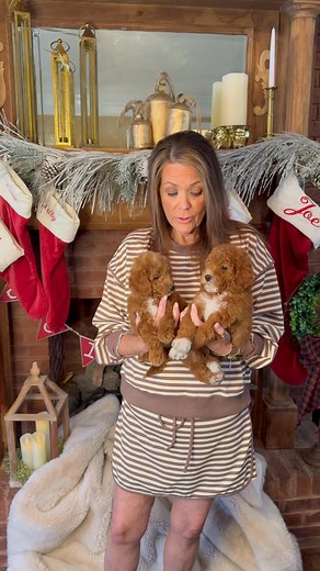 1.1K views · 3 comments | 冀冀 Mini GoldenDoodles | 4 Paws Mini Doodles | Facebook