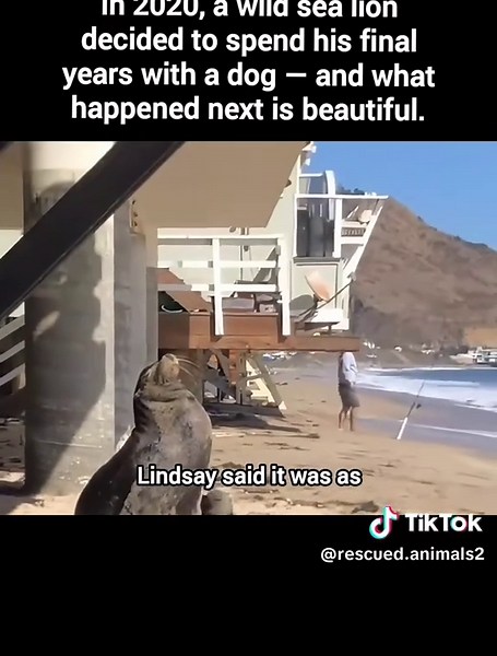 Wild Sea Lion Befriends Dog for Two Years