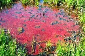 Purple sulfur bacteria ~ Everything You Need to Know with Photos | Videos