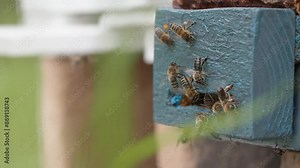 Bees with pollen on their legs ventilate the varnish of swam box or hive (close up)