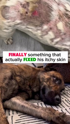 Say goodbye to the scratching, licking, and skin flare-ups. Our Daily Multivitamin isn’t just another supplement—it’s a vet-formulated, science-backed solution built to soothe your dog from the inside out. With 12 clinically studied ingredients, it targets the root causes of itching, irritation, and discomfort—restoring calm, comfort, and vibrant health with every dose. | Caspi Pet