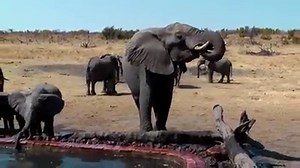Animals are amazing! | Rumble