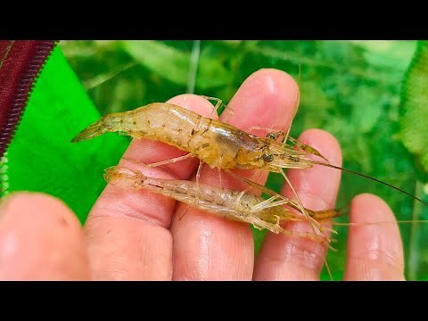 How To Catch Shrimp In Freshwater.