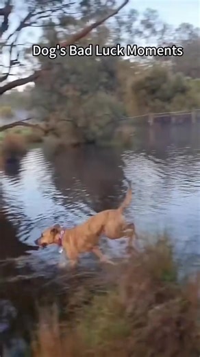 The dog's going too fast 🐶 #dog #funny #funnydog #fyp #usa #🤣🤣🤣 #😂😂😂 | Funny videos