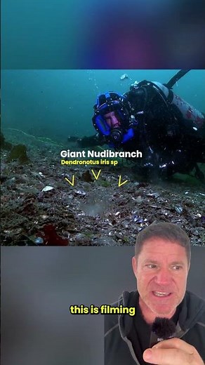 Watching this predatory sea slug is like watching a tiny dragon on the hunt. 🐌🌊👀