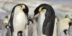 Emperor Penguin Colonies Collapse as Antarctic Sea Ice Shrinks