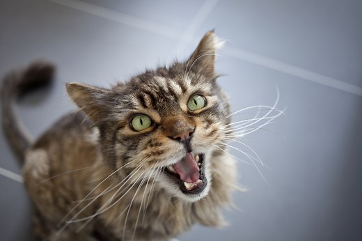 Understanding Why Your Cat Constantly Meowing: 7 Common Reasons Explained - Petful