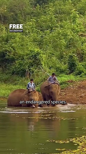 Elephants in Laos! #laos ##elephant #wildlife | Free Documentary