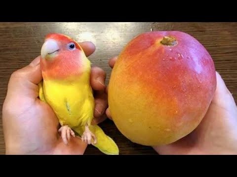 When God Sends You a Comedian Parrot 😂 Funniest Parrots Video 2026