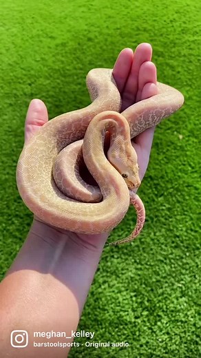 Hypo Granite looking real nice! #burm #reptile #snake #python #burmese