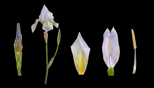 How the Humble Iris Root Became One of the Most Prized—and Pricey—Fragrance Ingredients on the Planet