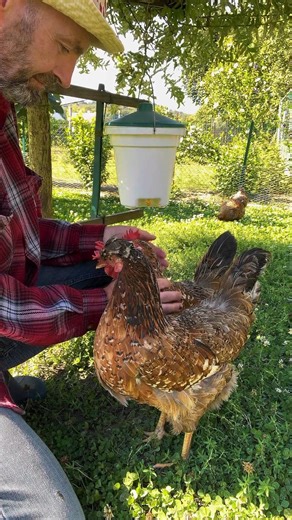 “Two Beautiful Hens and Their Best Friend ❤️”#viral