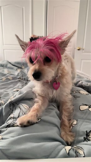 Guess not 💗 #pink #puppytiktok #dogsoftiktok #dmv #cuteness