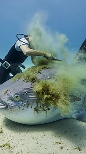511K views · 828 reactions | Scuba Diver Rescues Giant Sunfish Trapped In A Tire! #rescue #animals #wildlife | Daily Vu | Facebook