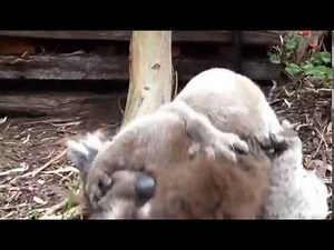 Koala males fighting