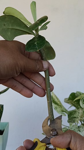 33K views · 257 reactions | Adenium cuttings propagation  #adenium #gardening #garden #plants #reels #trendingreel #trendingreelsvideo #facebookviral #facebookreelsviral | Gardening Ideas | Facebook