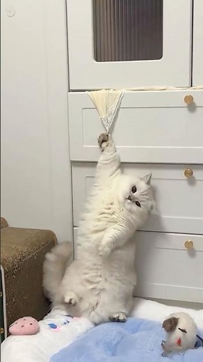 Compilation di Gatti Divertenti 🤣😹 | Prova a Non Ridere!