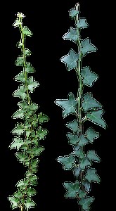 Hedera - Alchetron, The Free Social Encyclopedia