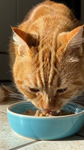 the cat is eating morning breakfast