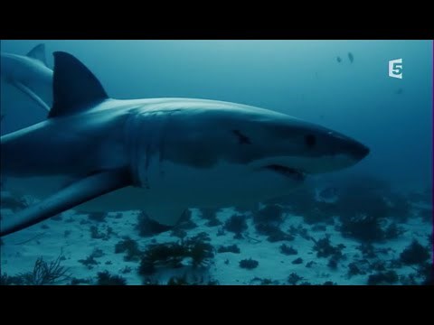 Le Super Prédateur des Mers