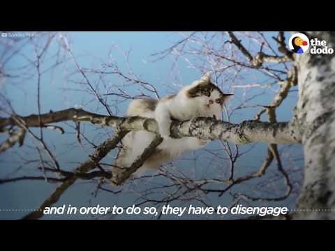 Guy Climbs Trees To Rescue Cats | The Dodo