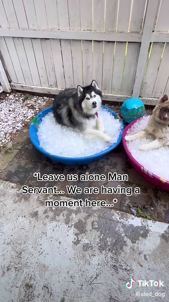 Winter Pool Party with Sherlock & Bridgid the Huskies