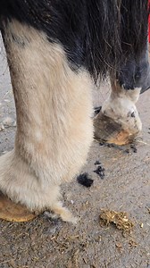 71K views · 141 reactions | INCOMING! Wahl Supera chomping through...