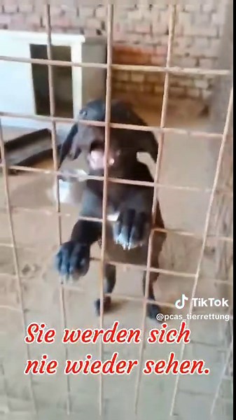 JERRY BLEIBT ALLEIN ZURÜCK, DENN SEIN BRUDER TOM GEHT IN EIN NEUES LEBEN Die Wege der beiden Welpenbrüder Tom und Jerry trennen sich. Sie kamen gemeinsam in den Staatszwinger und nun werden sie sich nie wieder sehen. Es ist ein Abschied für immer. Denn wärend Tom morgen zu einer Übernahmeorganisation reist und in sein neues Leben startet, bleibt sein Bruder Jerry allein im Staatszwinger zurück. Solche Momente sind schön und traurig zu gleich. Wir freuen uns für Tom, aber unser Herz schmerzt, das