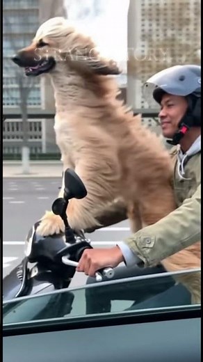 This Dog on a Scooter is PURE JOY! (Bigger Than The Rider!)