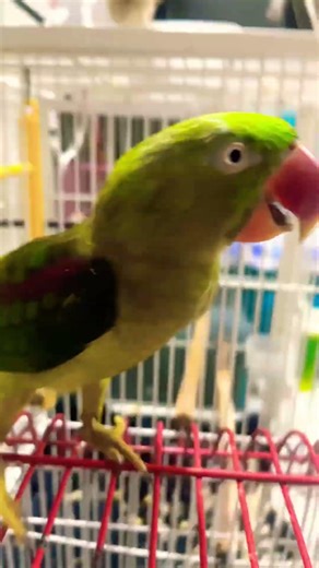 #parrot #talkingparot #nonstoptalkingparrot #animalphotos #birds #birds #animalpictures #pets #cutea