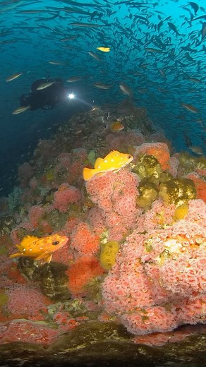 4.9K views · 159 reactions | Take a virtual dive on Cordell Bank...