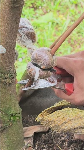 Results of propagation by air layering on water apple tree #airlayering #plants #garden #short