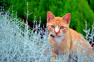 Top 9 Cat Repellent Plants to Keep Cats Out of Your Garden • Sow Small Garden