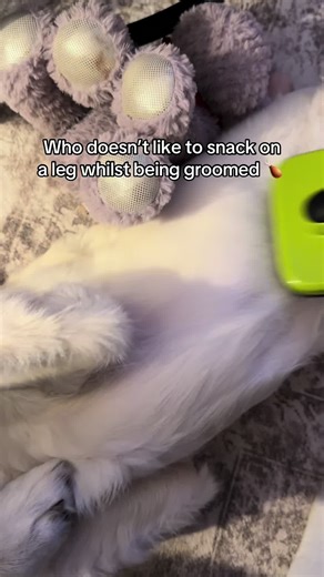 Chomp chomp #groom #chew #dog #goldenretriever #ugc 🐾