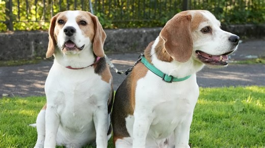 Why everyone secretly loves beagle chaos