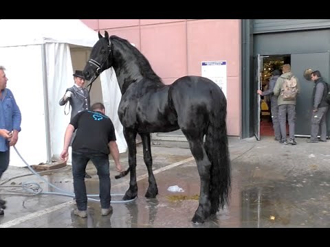 Salon du cheval de Paris 2015 - Quelques instants avec TIDE entier frison ster