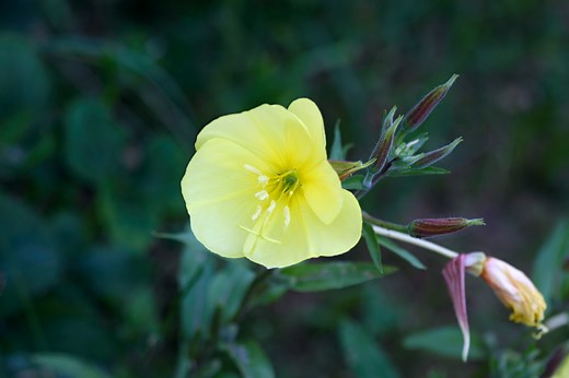 These 10 Night-Blooming Flowers Make Your Garden Come Alive After Dark