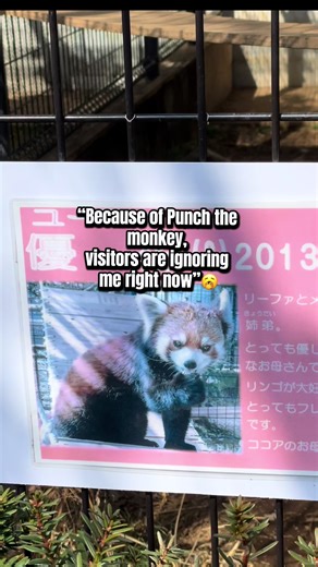 Meet this cute Red panda also known as the lesser panda, is a small mammal native to the eastern Himalayas and southwestern China. It has dense reddish-brown fur with a black belly and legs, white-lined ears, a mostly white muzzle and a ringed tail. #zoo #animals #punch #panda #creatorsearchinsight