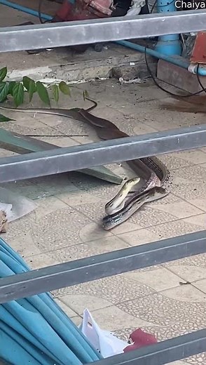 Snakes Seen Wrapped Around Each Other || ViralHog