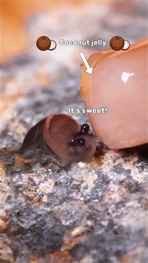 The most adorable tiny baby slug being fed coconut jelly 🥹 #slugs #snail