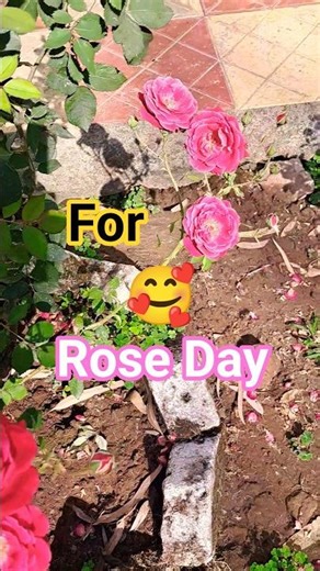 Rose Day 🥀🥰🤗✨️#flowers #terracegardenindia #rose