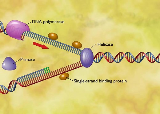 DNA Replication [HD Animation]