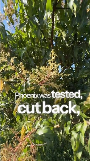 Phoenix Mango First Bloom December 2025! Gary Zill Variety Rises from Ashes 🔥🥭 Rare Florida Mango